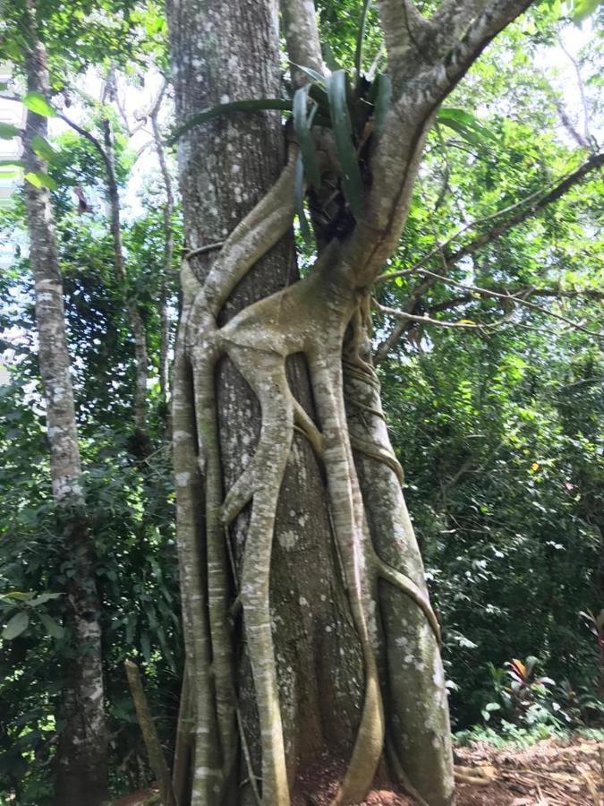 Hotel Green Mountain Turrialba Kültér fotó