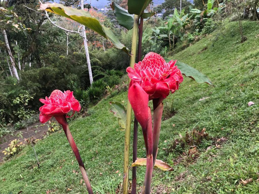 Hotel Green Mountain Turrialba Kültér fotó