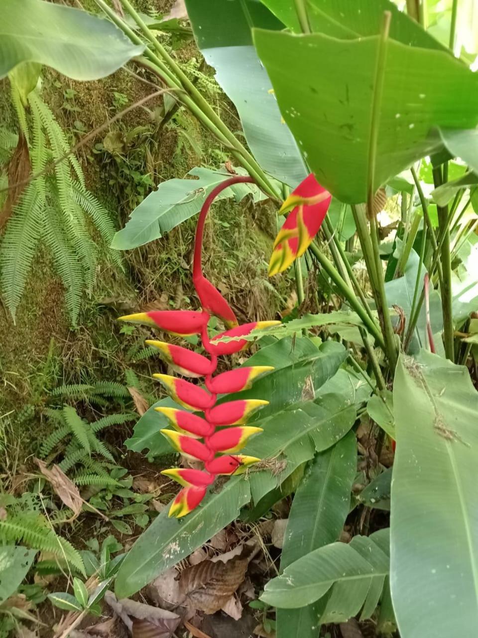 Hotel Green Mountain Turrialba Kültér fotó
